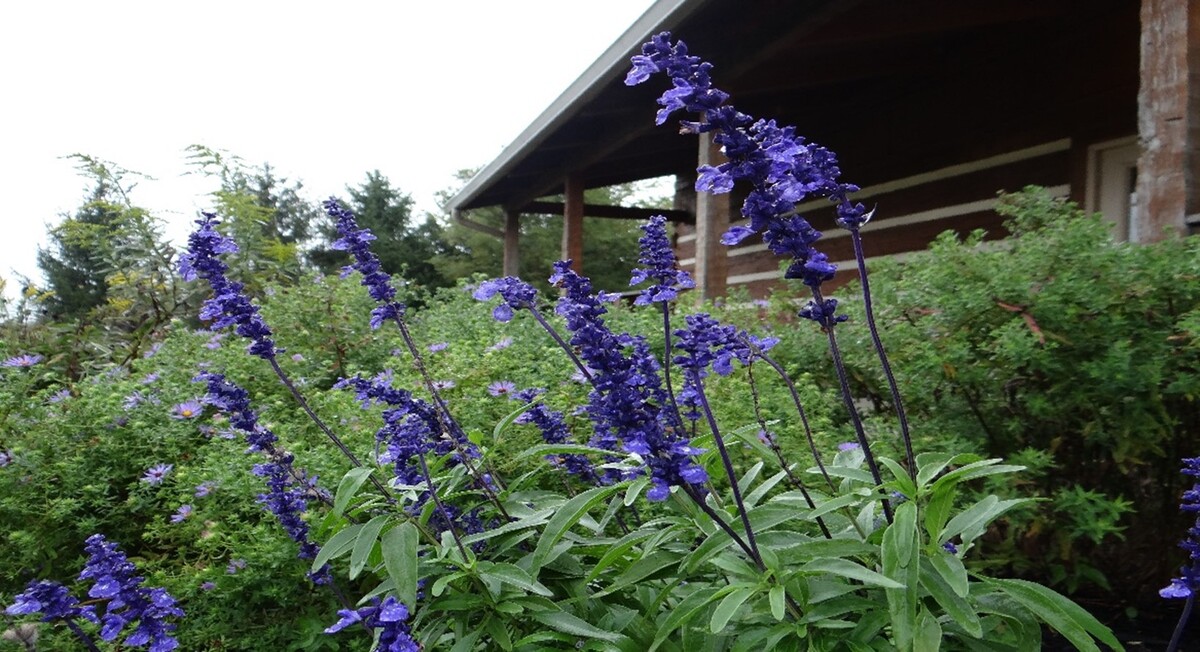 purple wildflowers